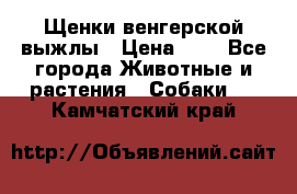 Щенки венгерской выжлы › Цена ­ 1 - Все города Животные и растения » Собаки   . Камчатский край